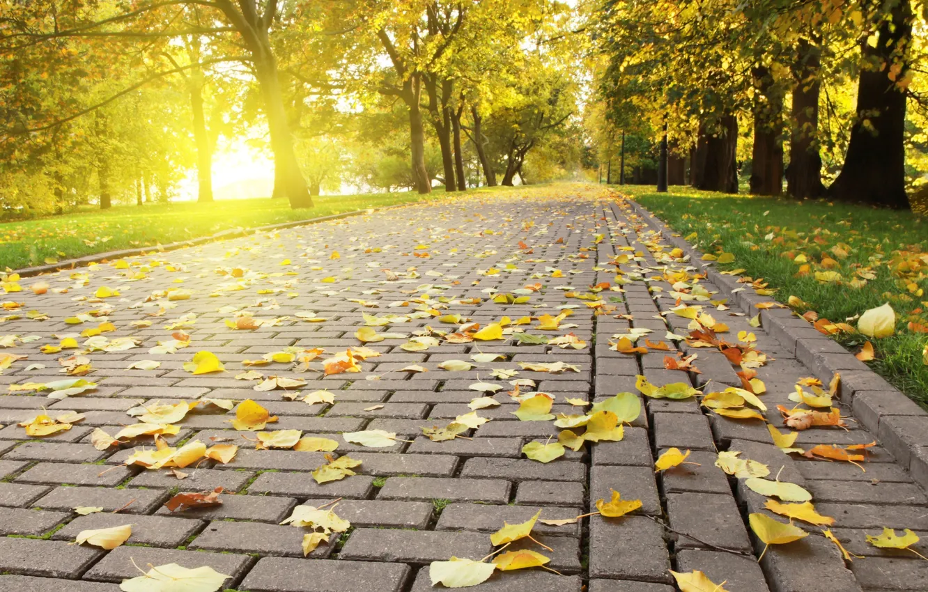 Photo wallpaper autumn, the sun, light, foliage, bright, tile, falling, Autumn leafs