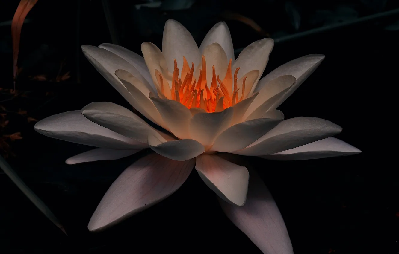 Photo wallpaper water, macro, light, background, Lily, petals