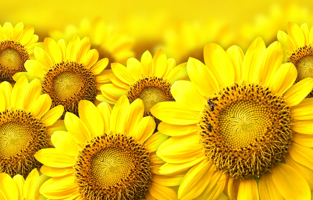 Photo wallpaper flowers, bee, bokeh