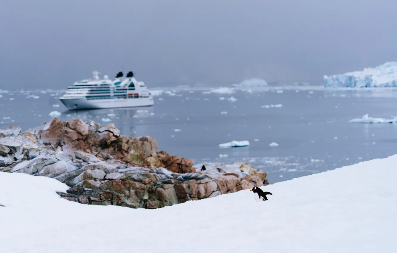 Photo wallpaper beach, snow, cloudy, penguin, Cruise Ship, ice floes, Transatlantic