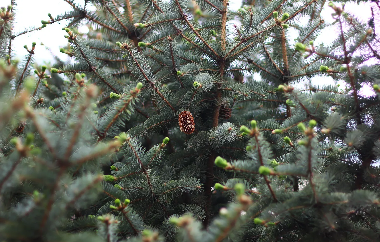 Photo wallpaper needles, spruce, bumps
