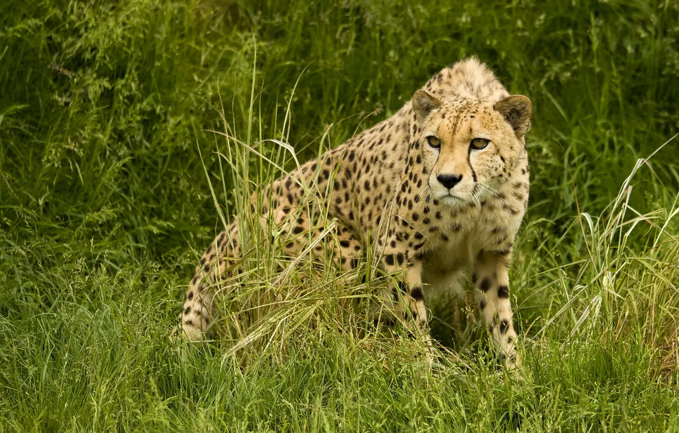 Wallpaper Predator, Cheetah, Savannah, Hunting For Mobile And Desktop