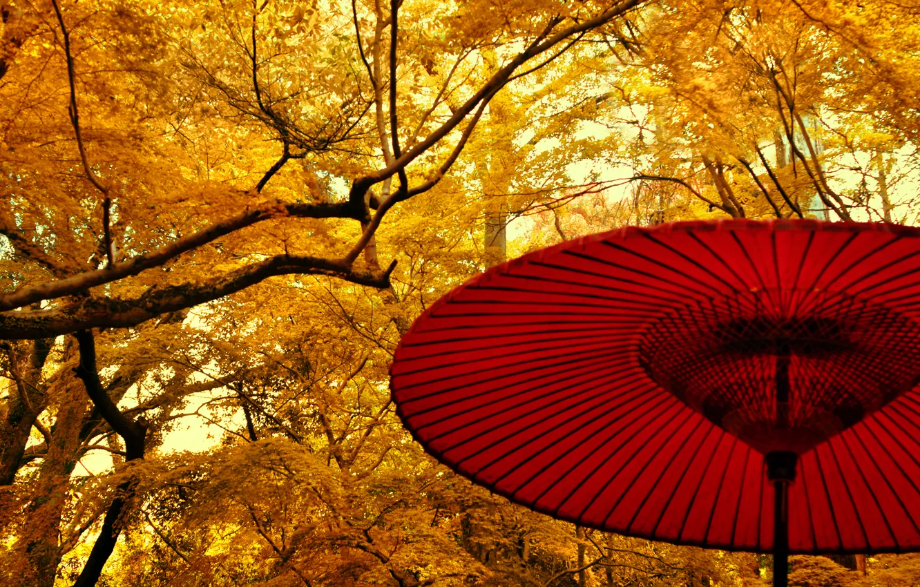 Photo wallpaper autumn, leaves, trees, yellow, umbrella, Japan, garden, Japan
