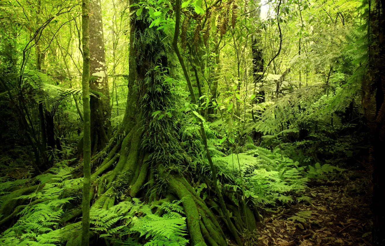 Photo wallpaper greens, forest, trees, tropics, moss, jungle, the bushes, jungle