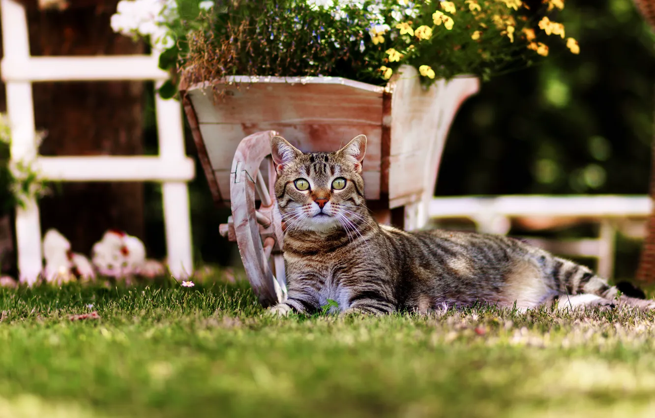 Photo wallpaper cat, grass, cat, look, flowers, pose, the dark background, lawn