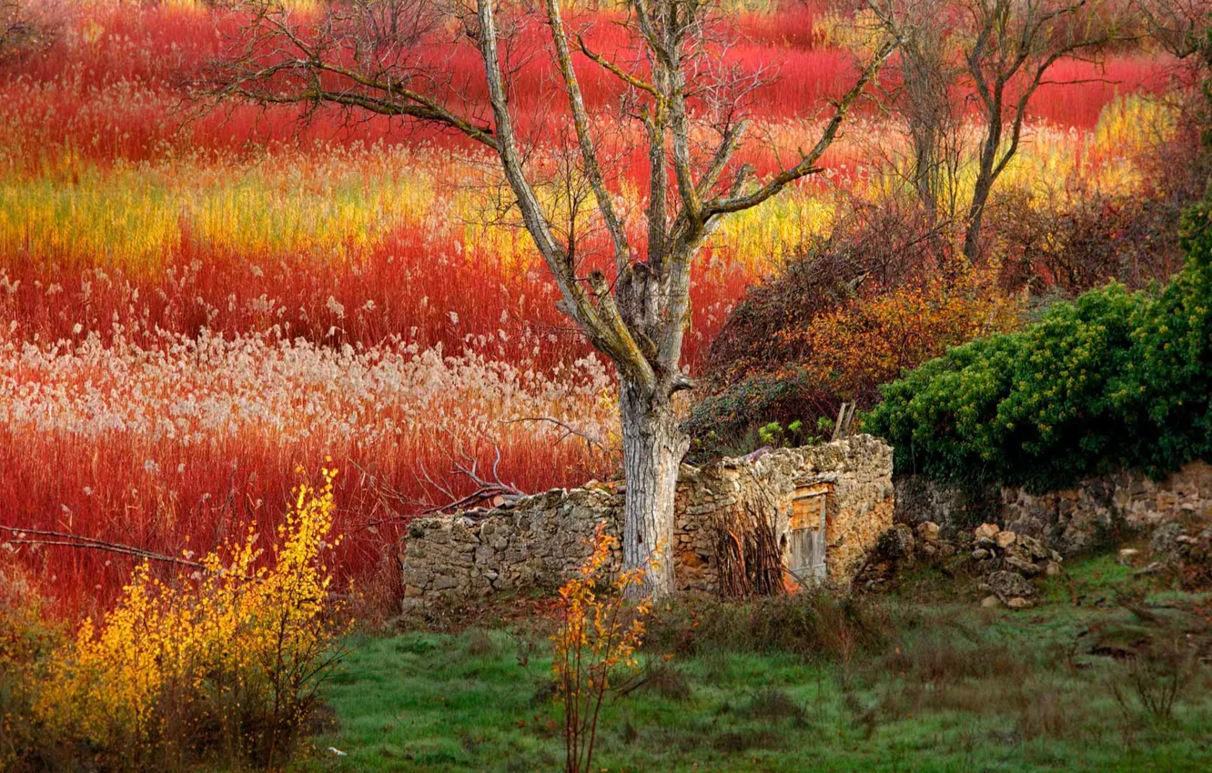 Photo wallpaper field, autumn, grass, paint, Spain, Cuenca
