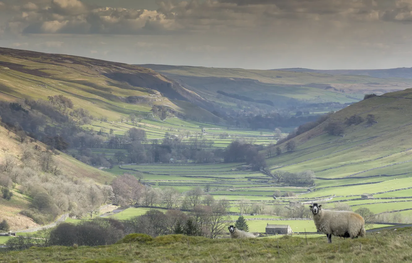 Photo wallpaper field, sheep, England, North Yorkshire, Littondale