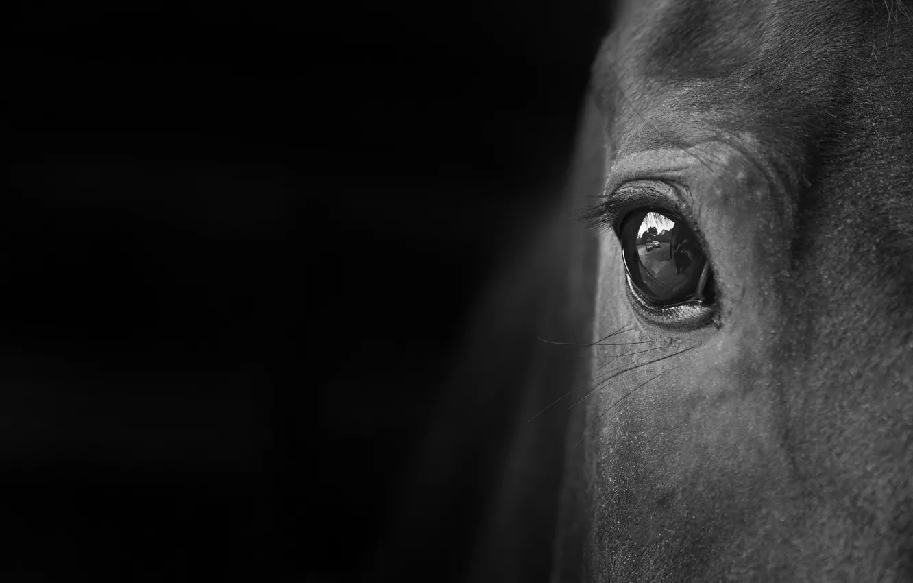 Photo wallpaper eyes, macro, horse, horse