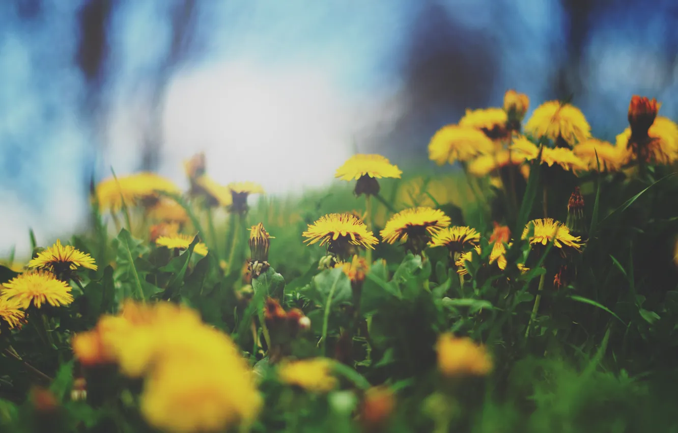 Photo wallpaper flowers, yellow, mother and stepmother