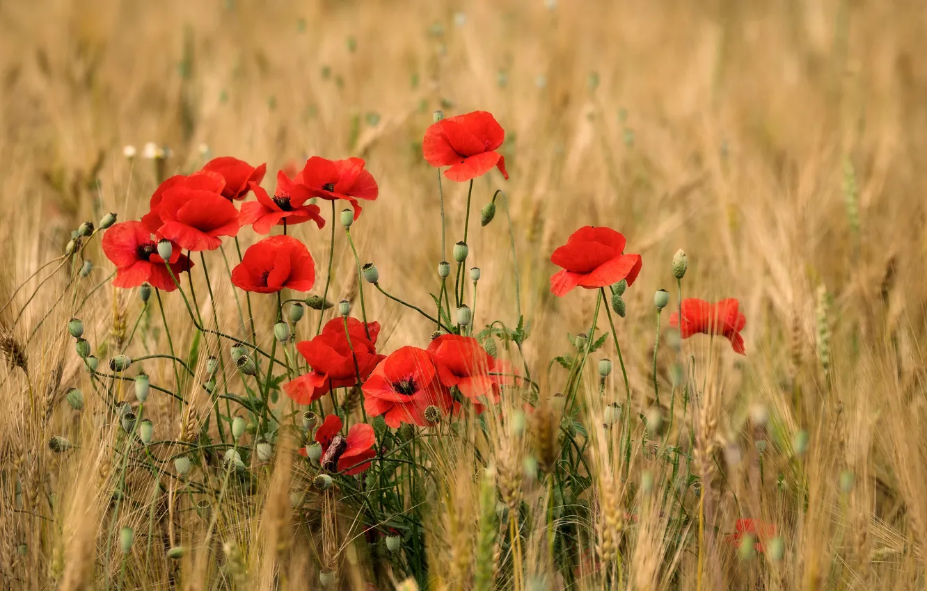 Photo wallpaper field, summer, Maki, spikelets