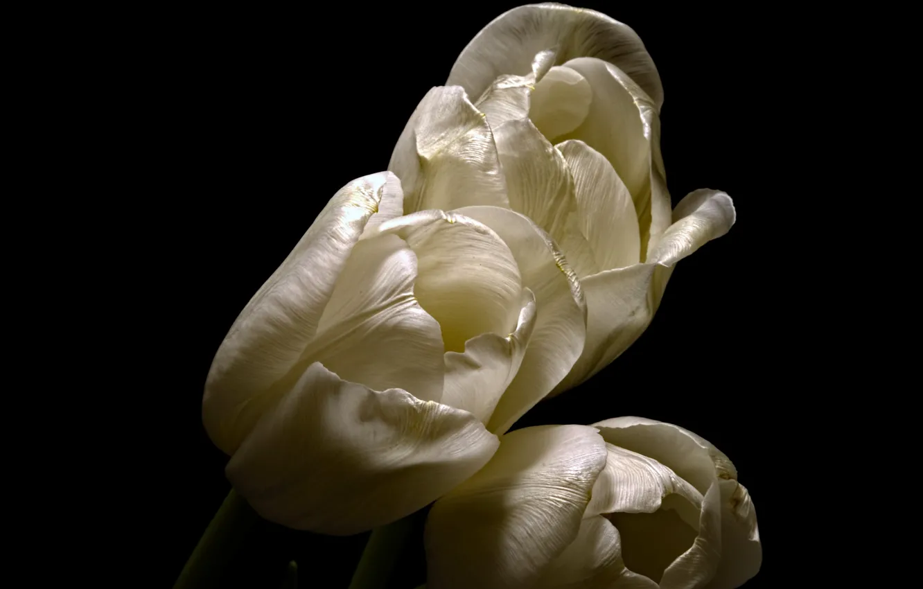 Photo wallpaper flowers, background, tulips