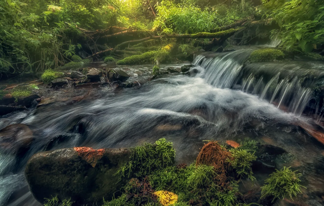 Photo wallpaper water, river, moss