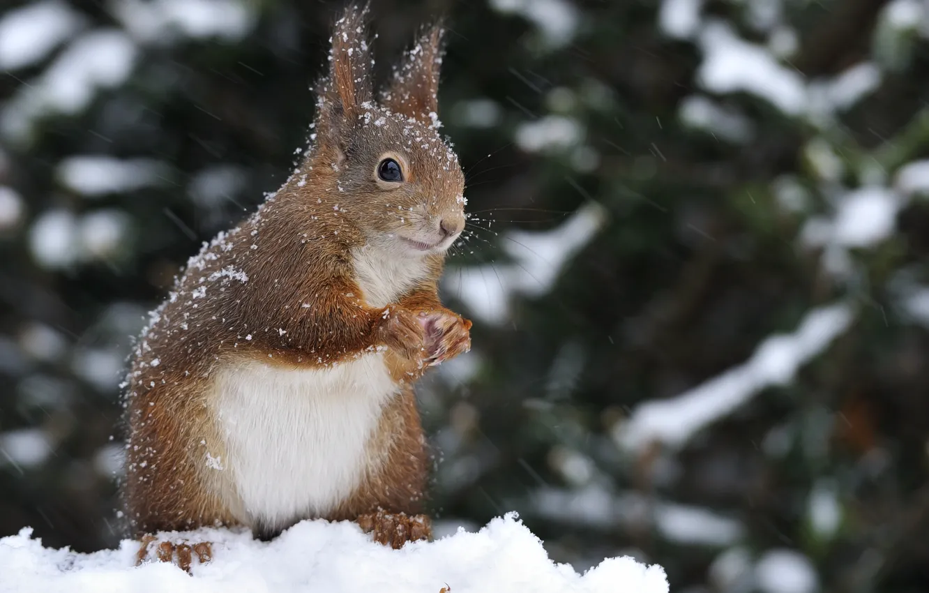Photo wallpaper winter, snow, nature, animal, protein, rodent