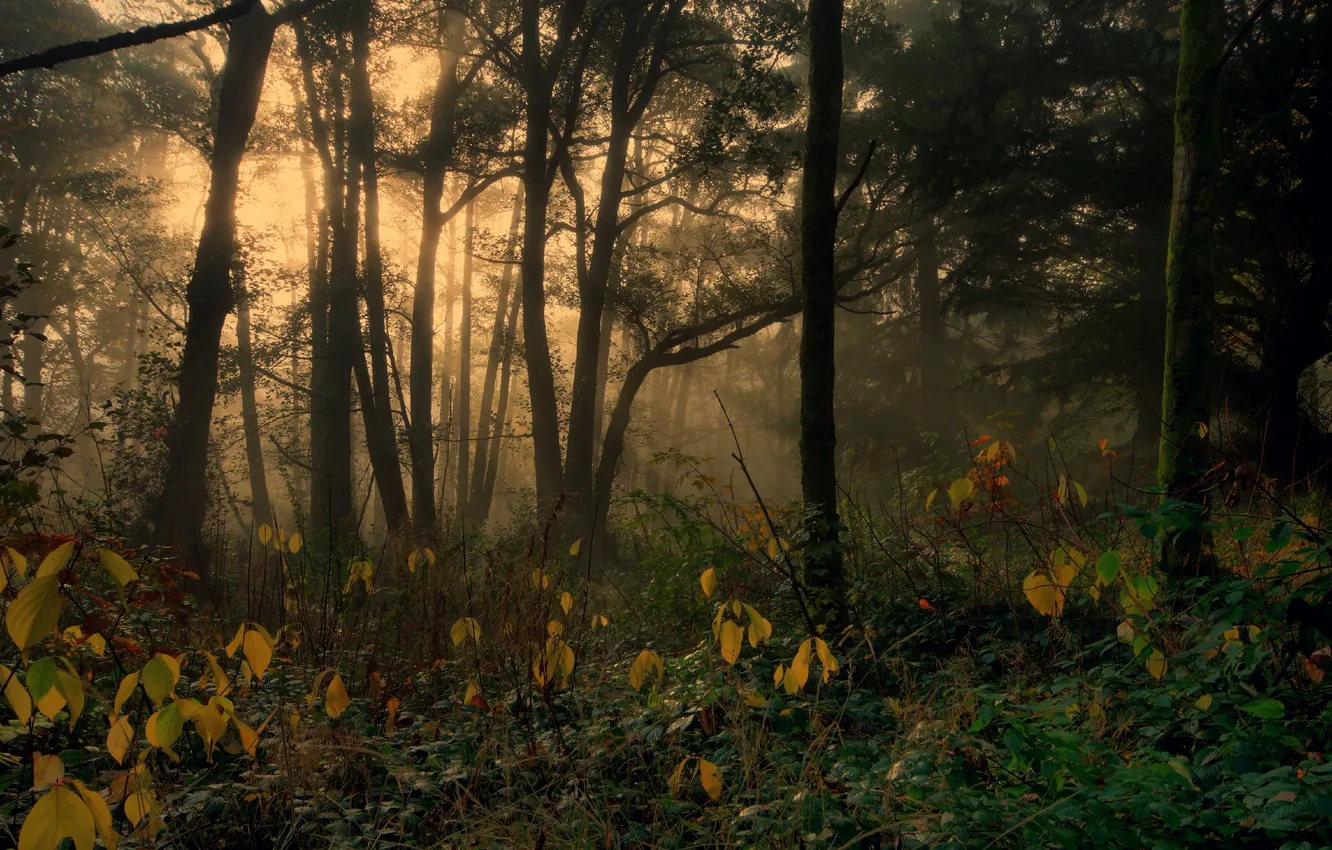Photo wallpaper autumn, forest, trees, fog, England, Dockray