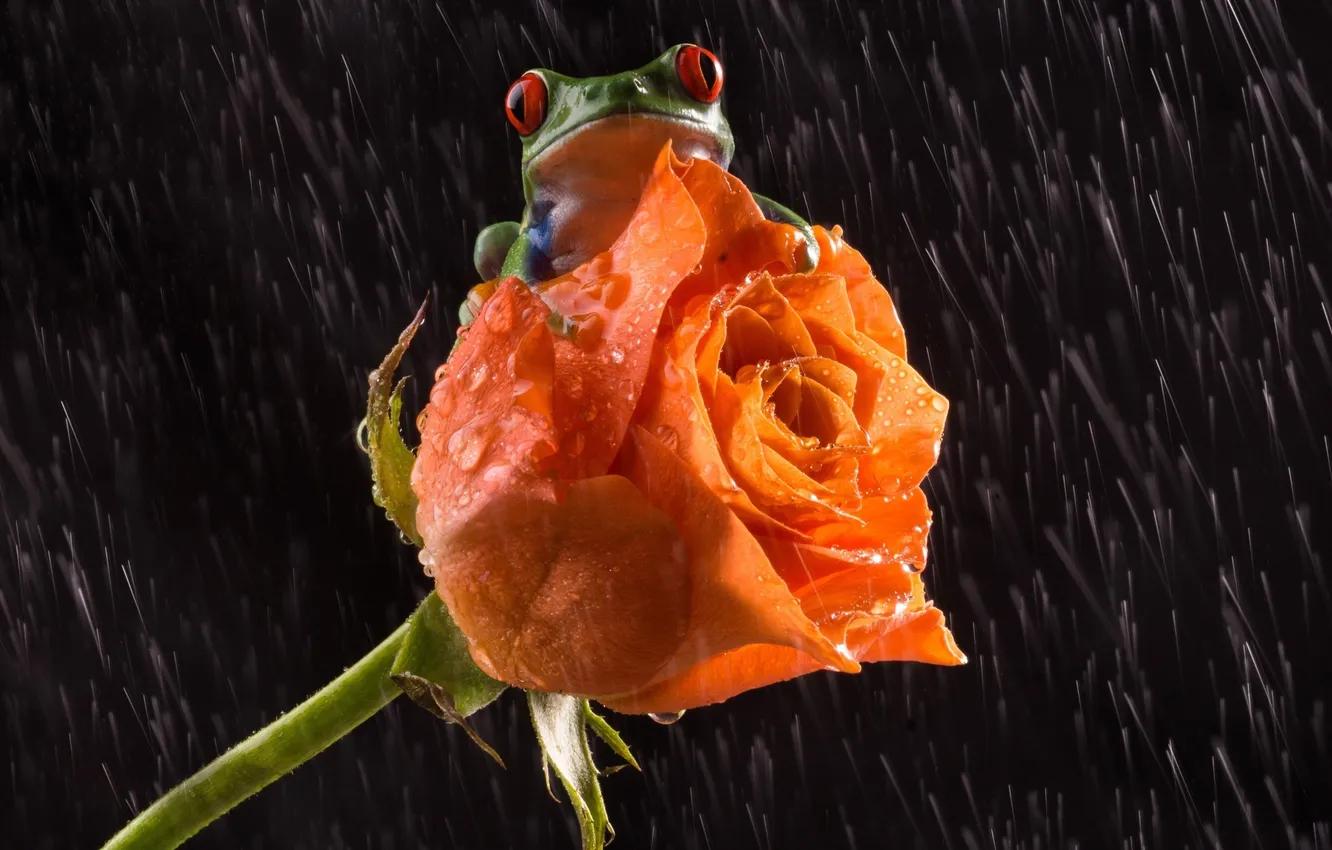 Photo wallpaper flower, love, rain, rose, frog, legs, love, rose