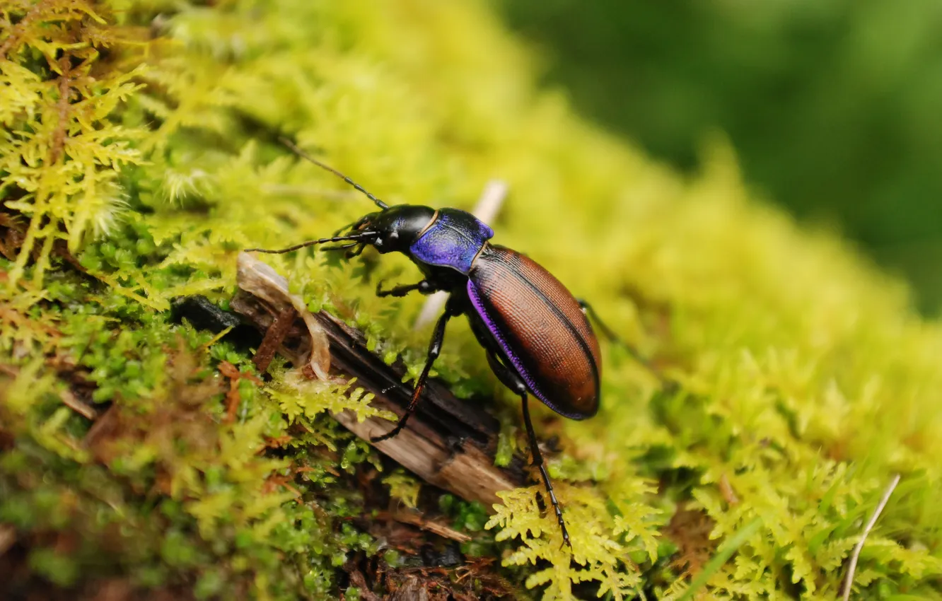 Photo wallpaper macro, moss, beetle, colorful