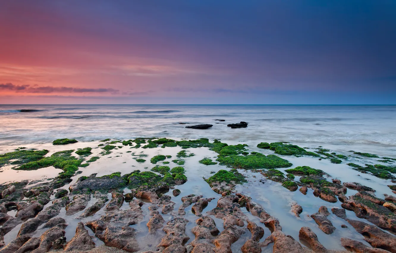 Photo wallpaper sea, the sky, algae, stones, the ocean, dawn, shore, twilight