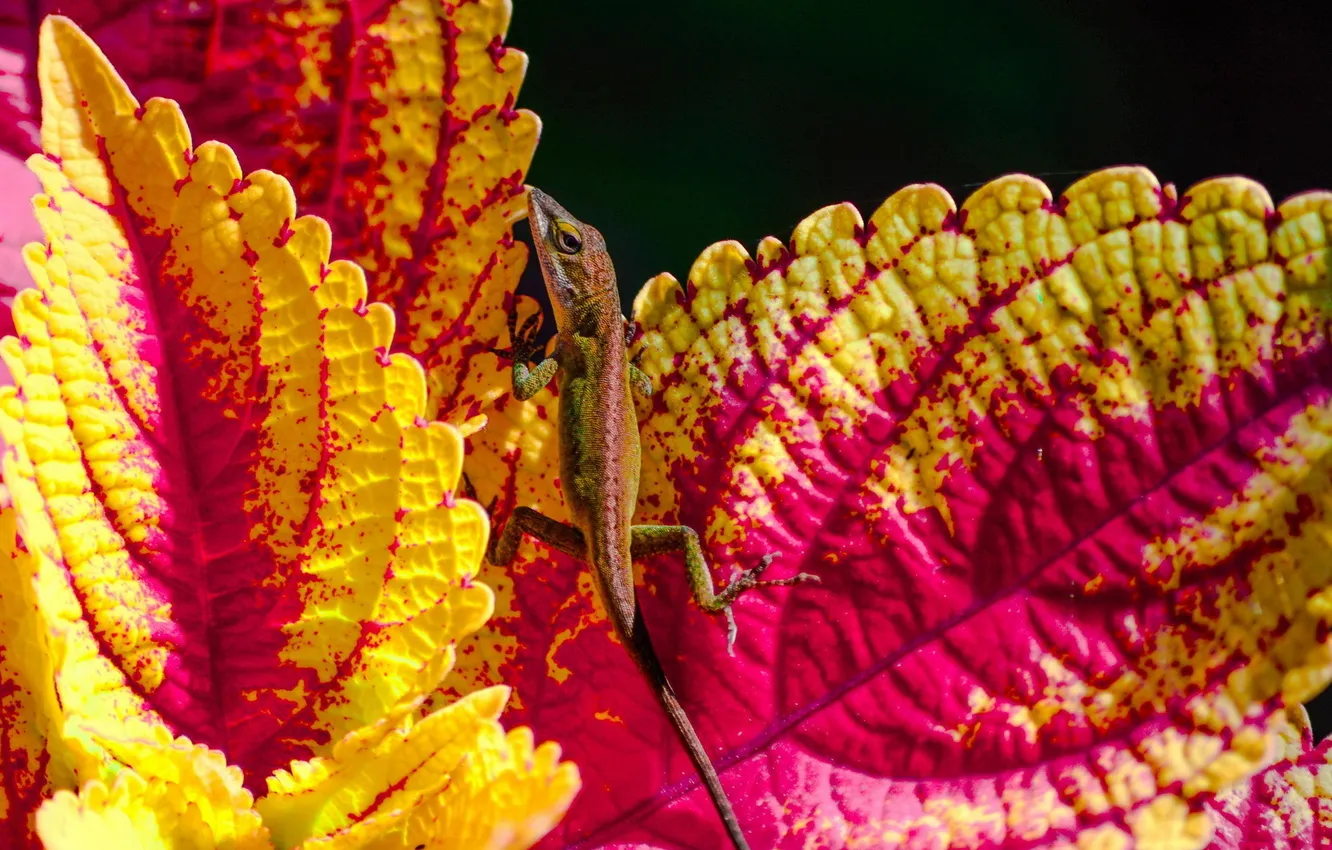 Photo wallpaper leaves, nature, lizard
