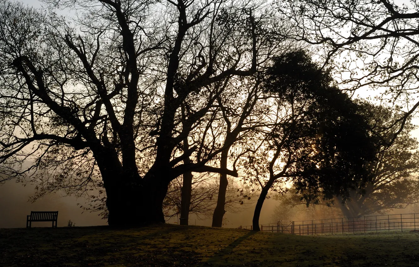 Photo wallpaper trees, landscape, sunset, bench