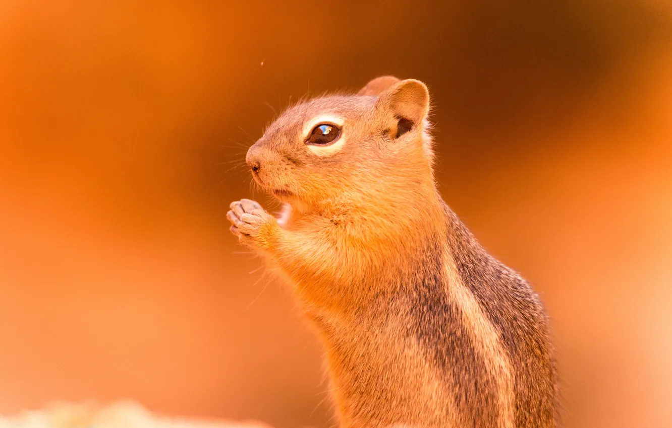 Photo wallpaper background, Chipmunk, animal, rodent