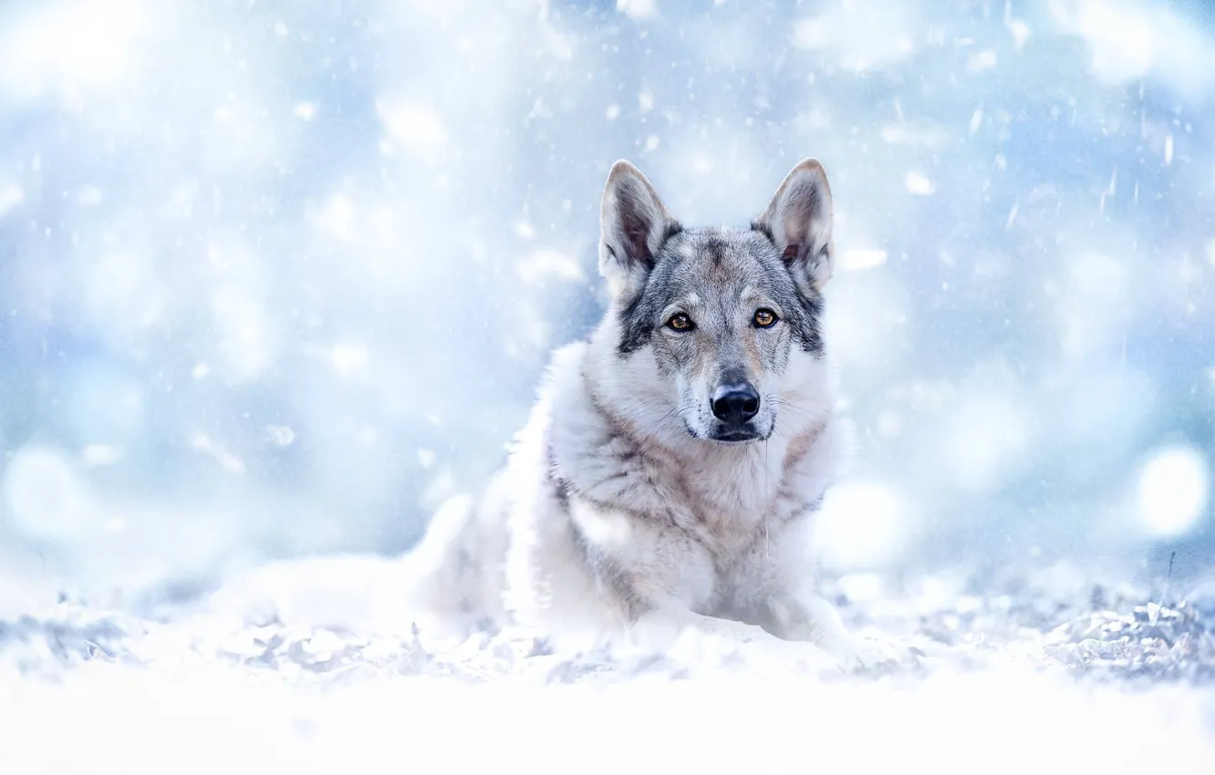 Photo wallpaper look, face, snow, bokeh, Czechoslovakian, Wolfdog, The Czechoslovakian Wolfdog, Volkosob