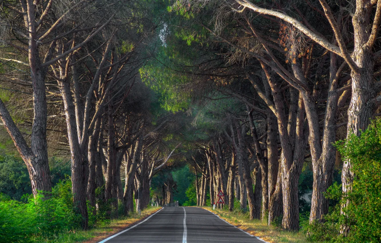 Photo wallpaper road, trees, landscape