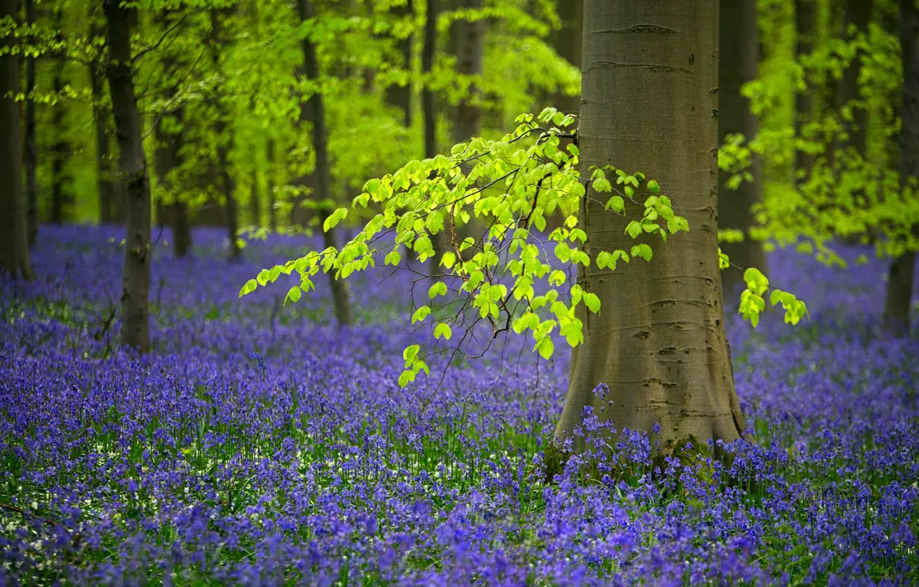 Photo wallpaper forest, trees, flowers, spring, Belgium, bells, bell, woodlands