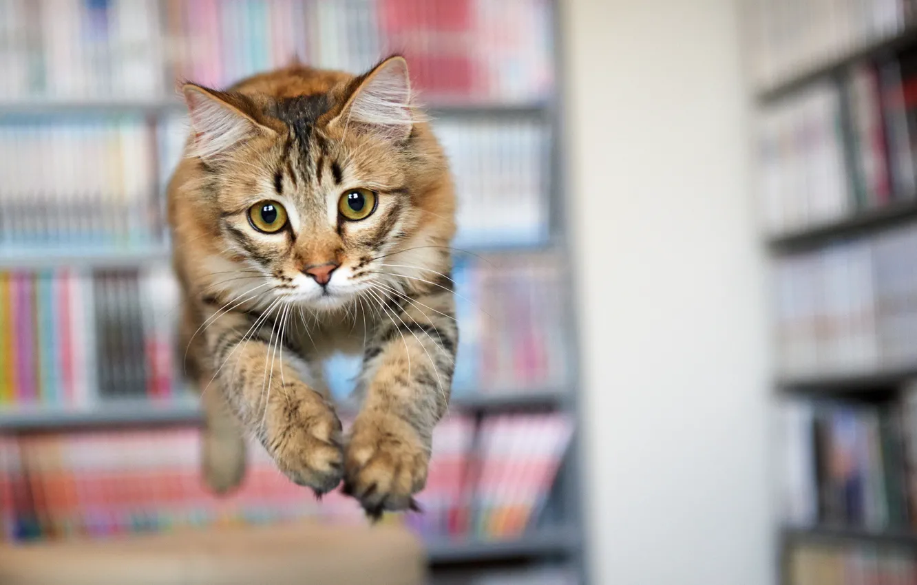 Photo wallpaper cat, look, jump