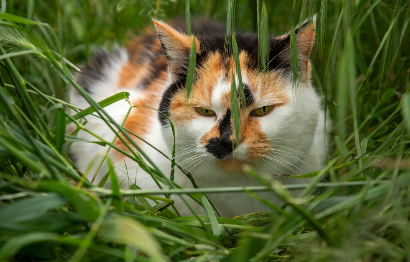 Photo wallpaper field, cat, summer, grass, cat, look, face, nature