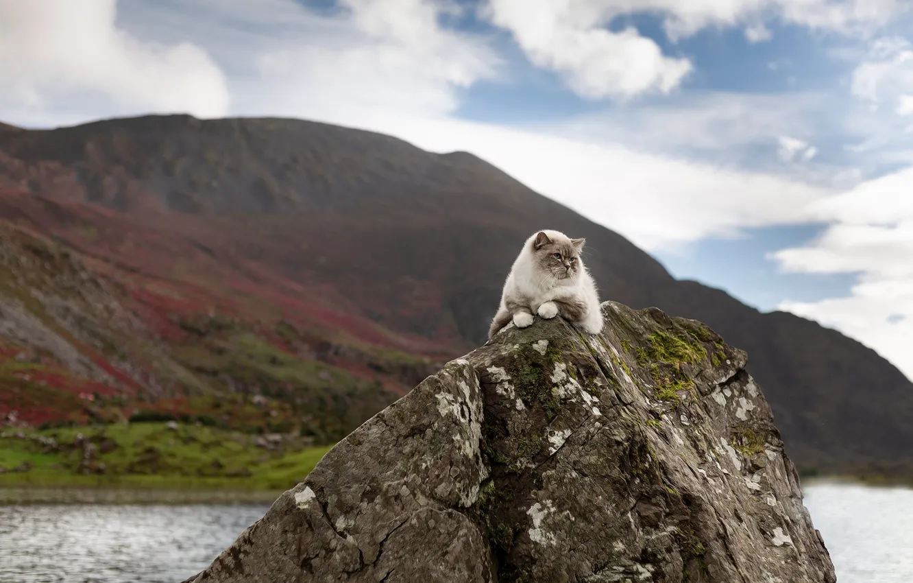 Photo wallpaper cat, the sky, cat, look, clouds, mountains, nature, stones