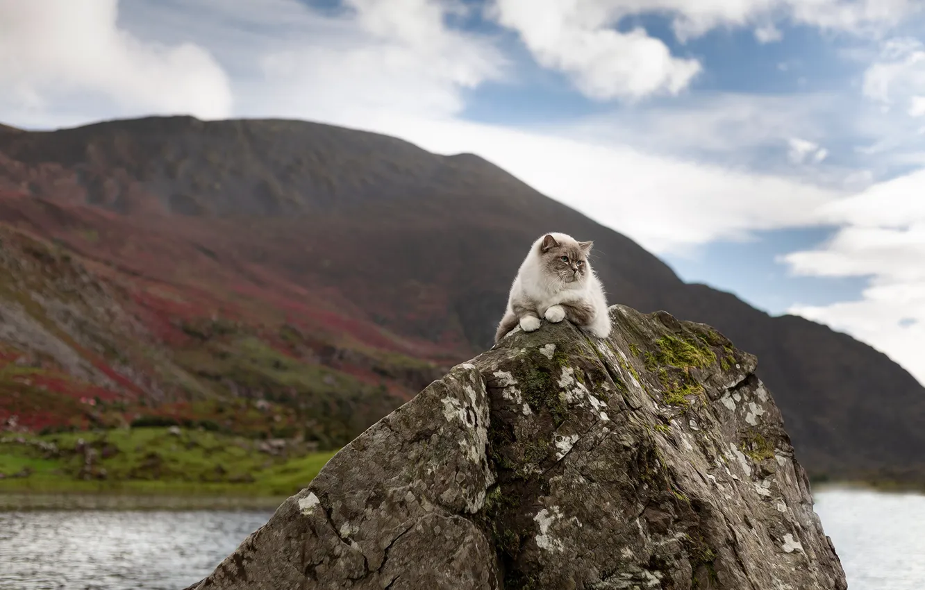 Photo wallpaper cat, the sky, cat, look, clouds, mountains, nature, rocks