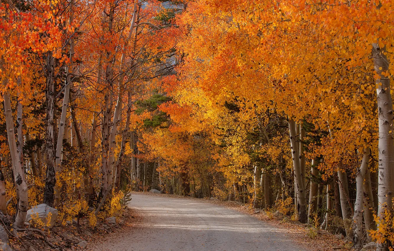 Photo wallpaper road, autumn, forest, trees, yellow