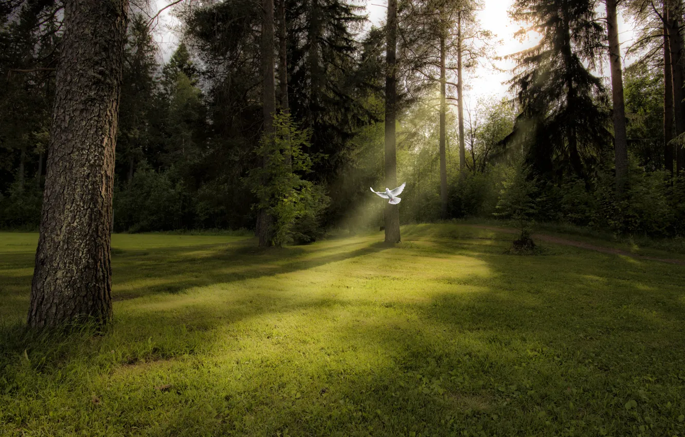 Photo wallpaper forest, light, bird