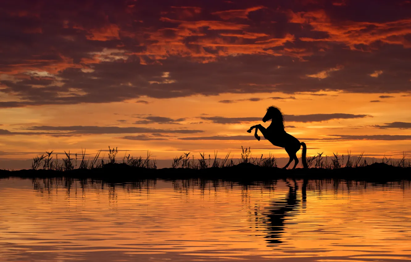 Photo wallpaper water, sunset, horse, horse