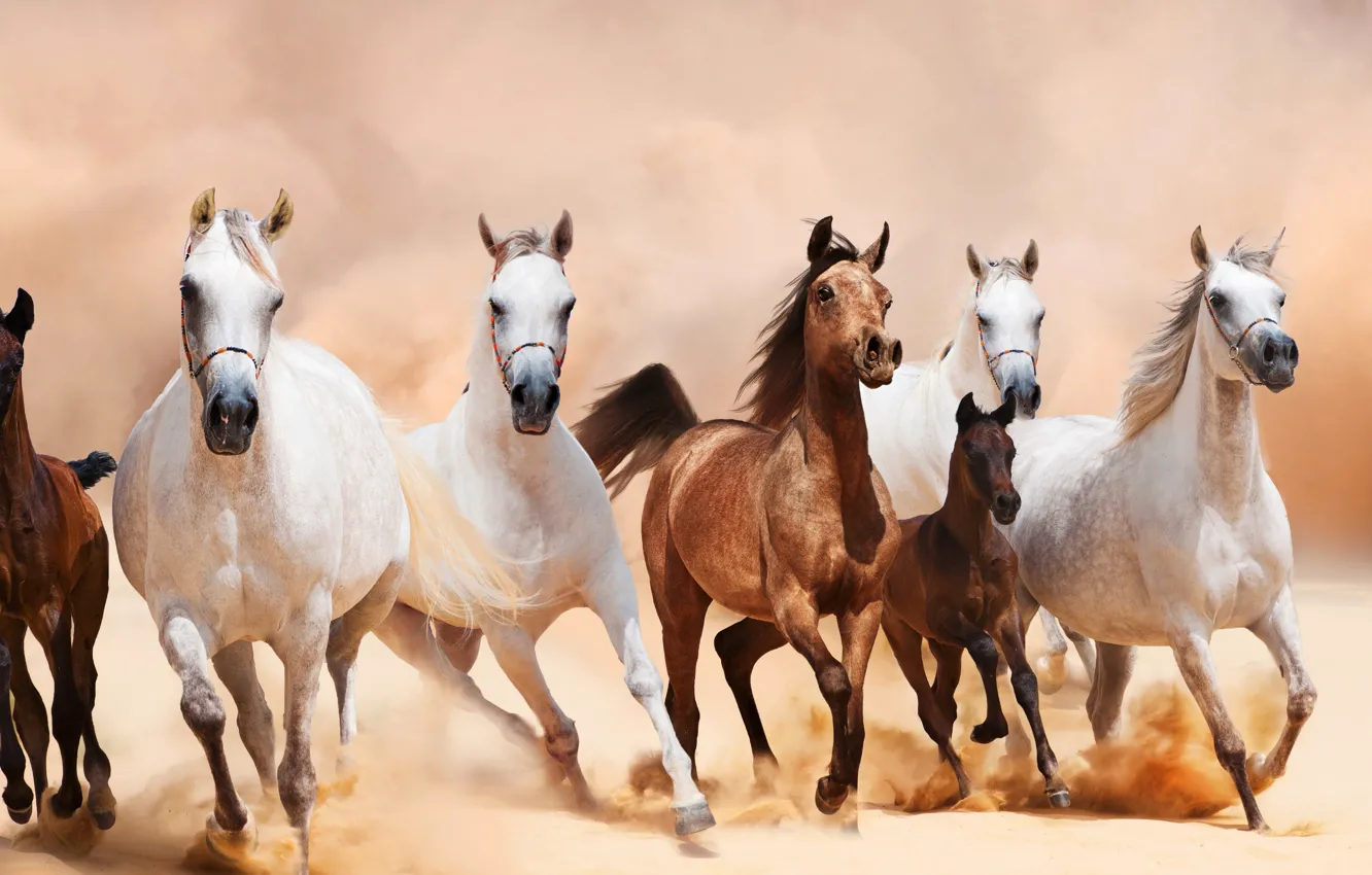 Photo wallpaper horse, the herd, foals