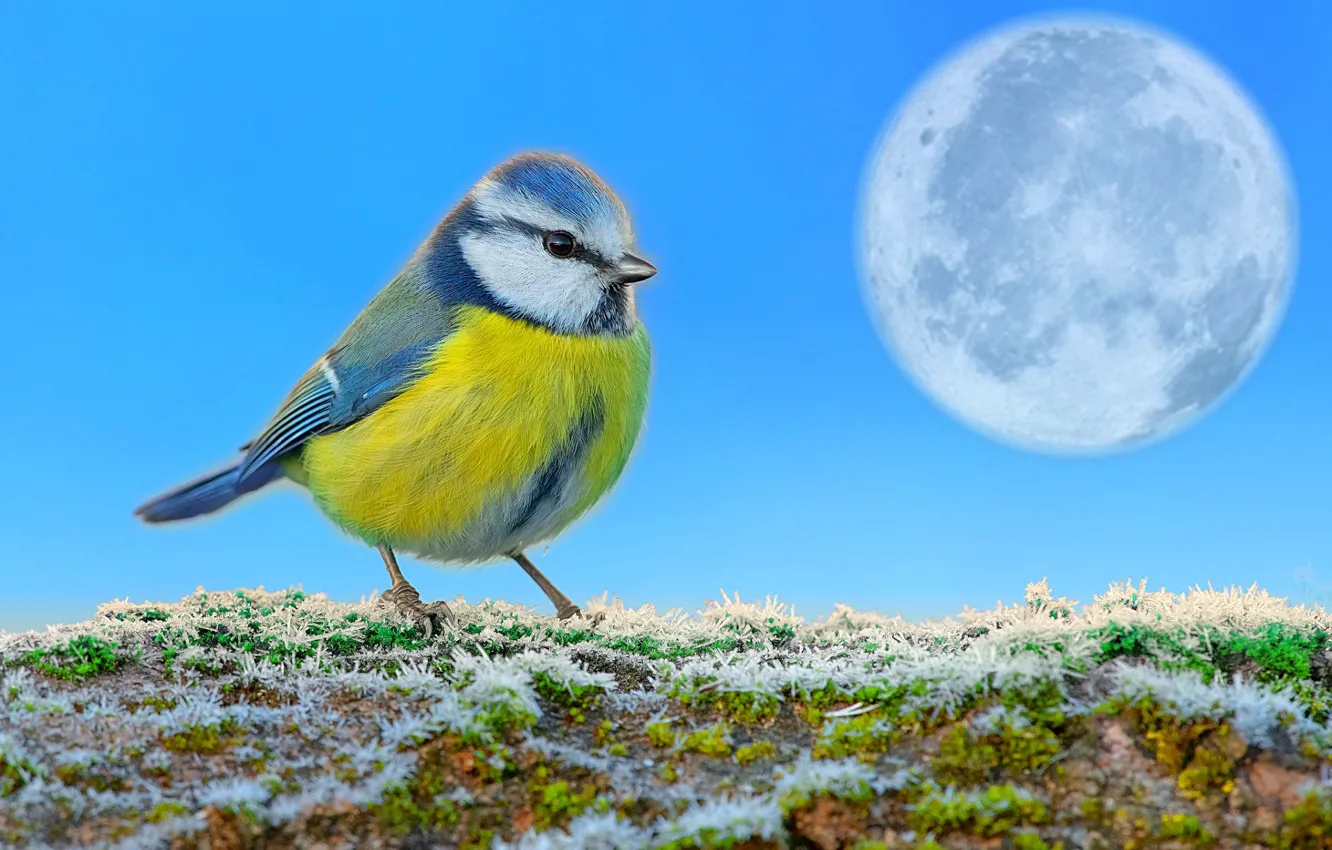 Photo wallpaper the sky, grass, snow, the moon, titmouse, first