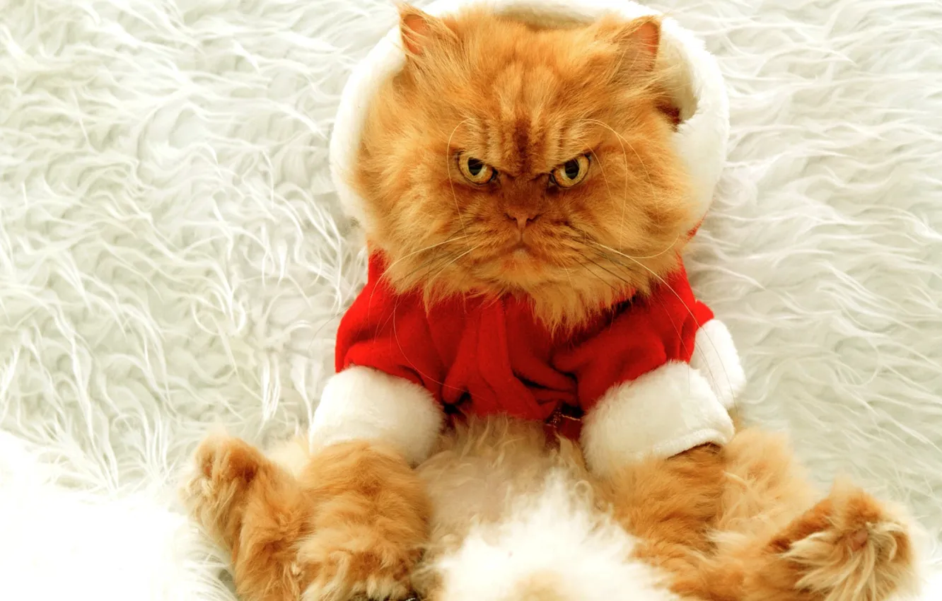 Photo wallpaper cat, new year, large, evil, red