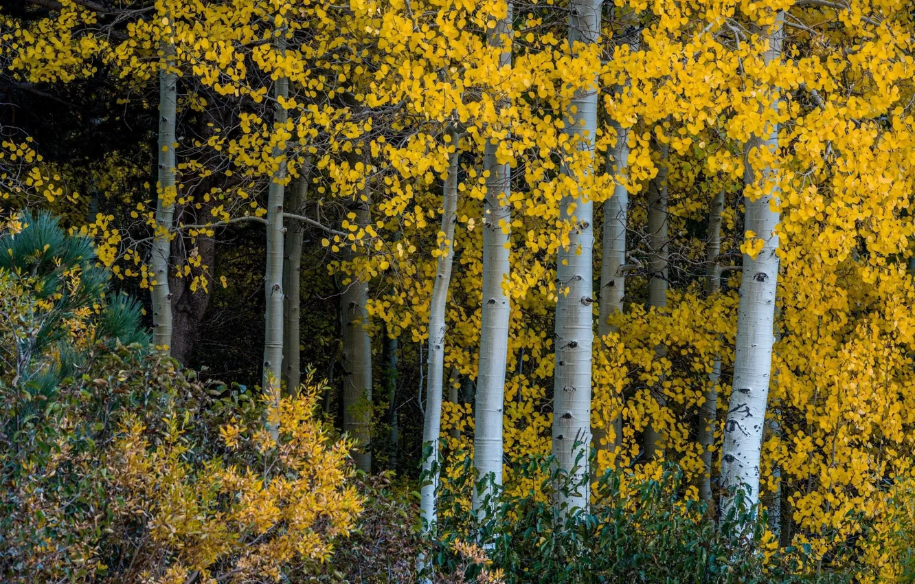 Photo wallpaper autumn, trees, trunk