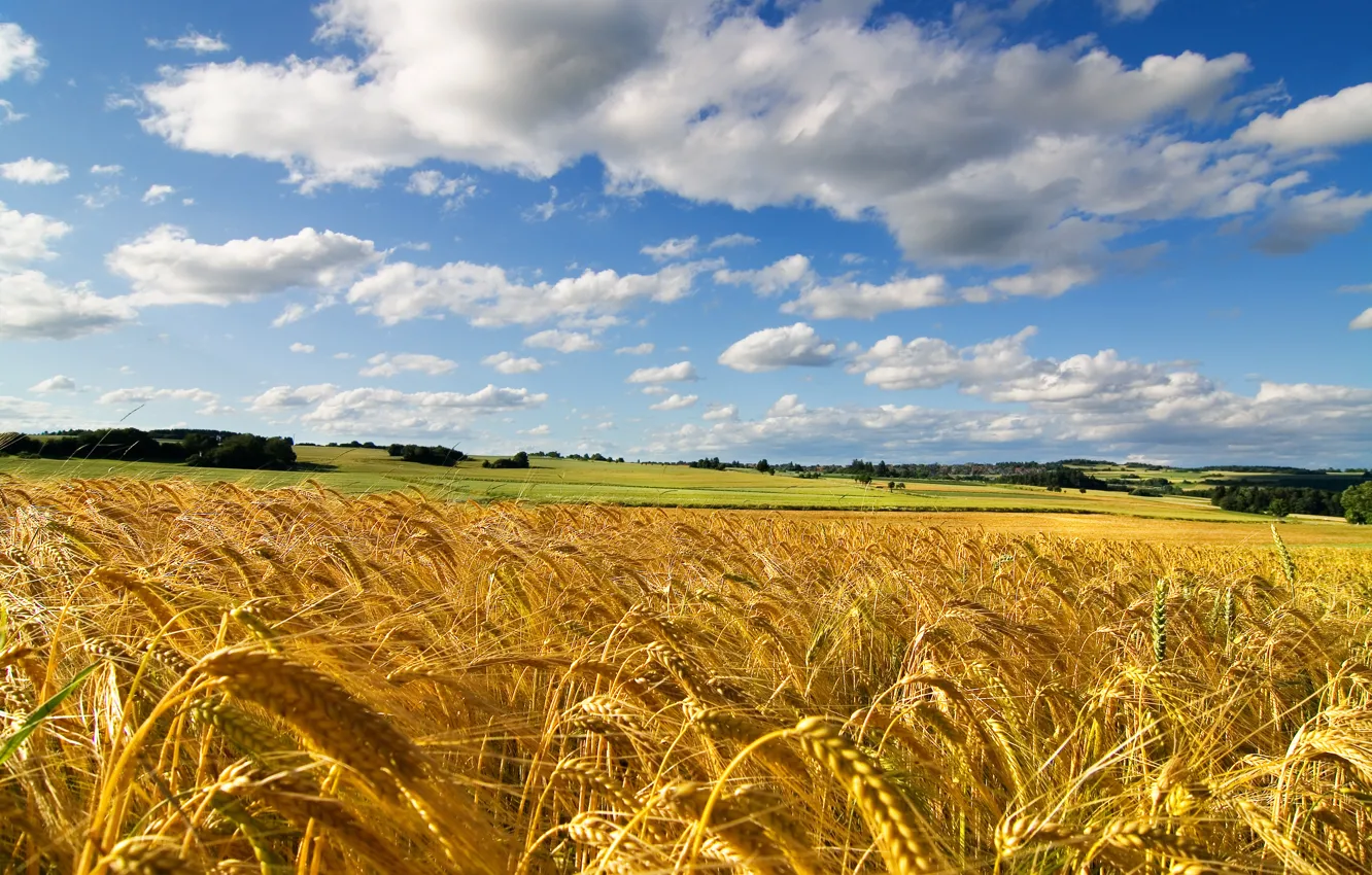 Photo wallpaper wheat, field, summer, the sky