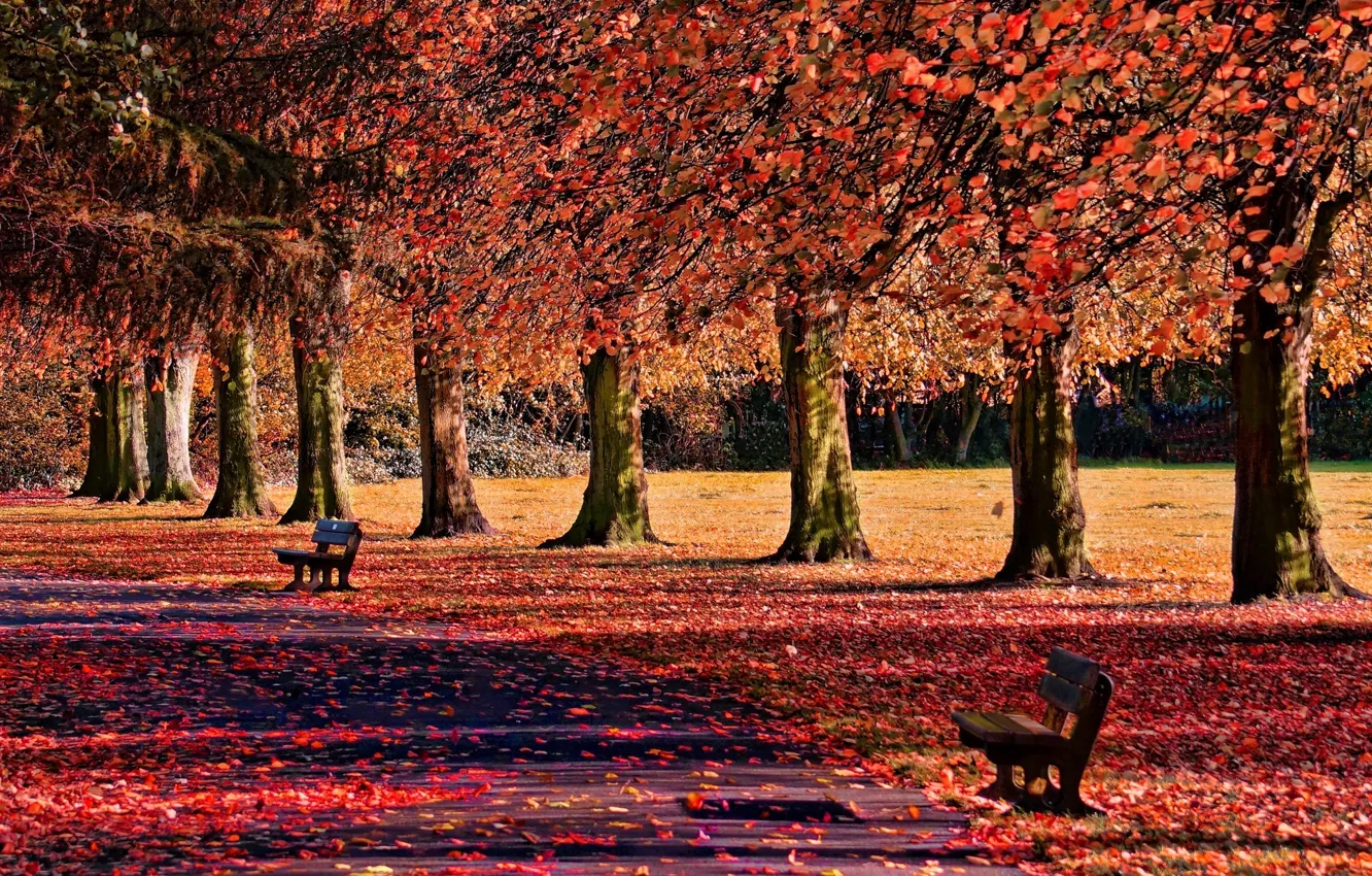Photo wallpaper autumn, leaves, trees, nature, background, widescreen, Wallpaper, shop