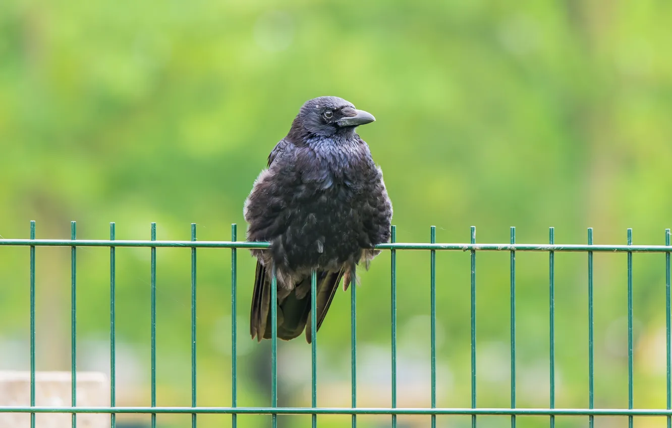 Photo wallpaper bird, the fence, crows