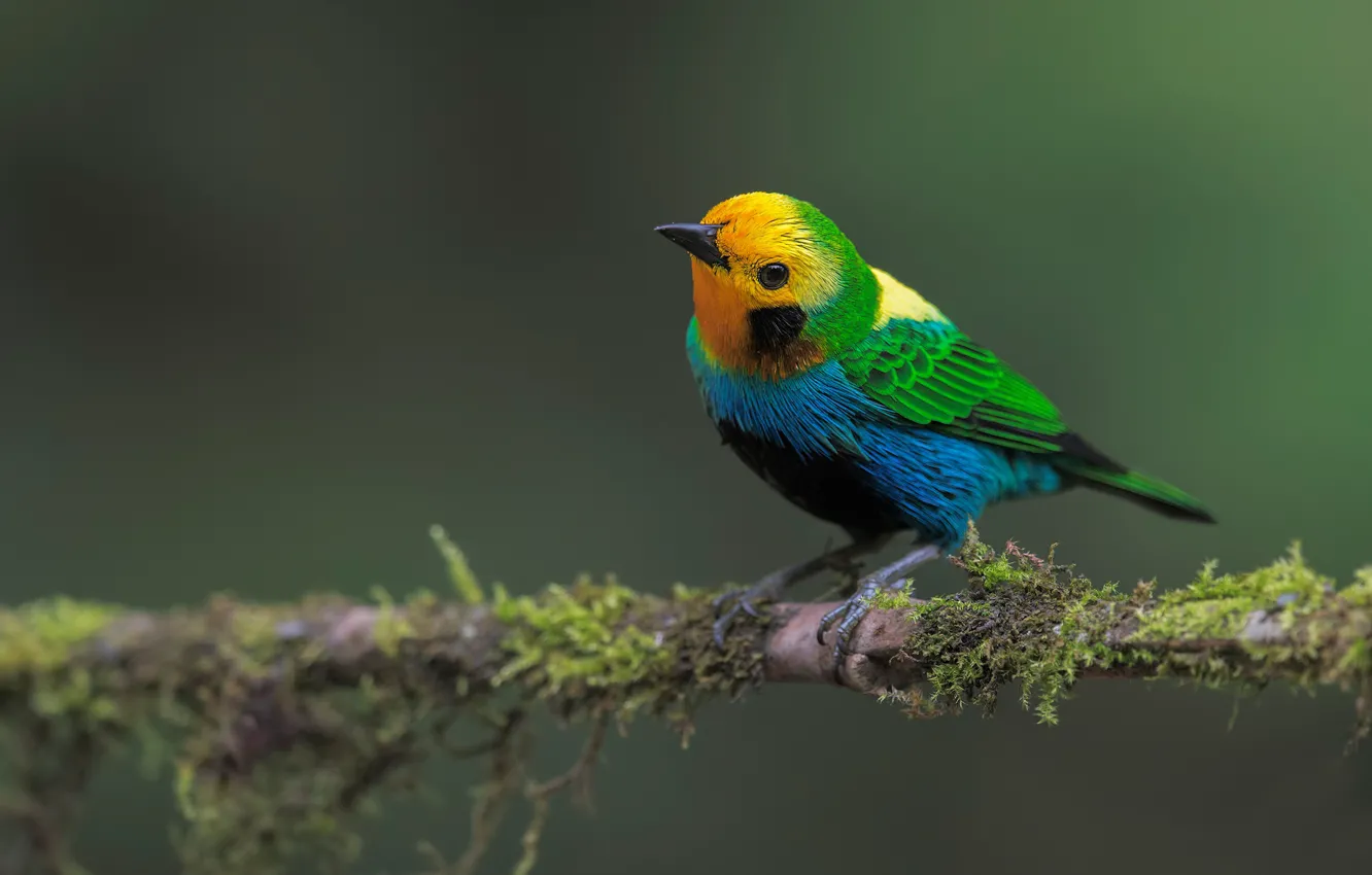 Photo wallpaper branches, background, bird, moss, bird, bright plumage, Tanagra