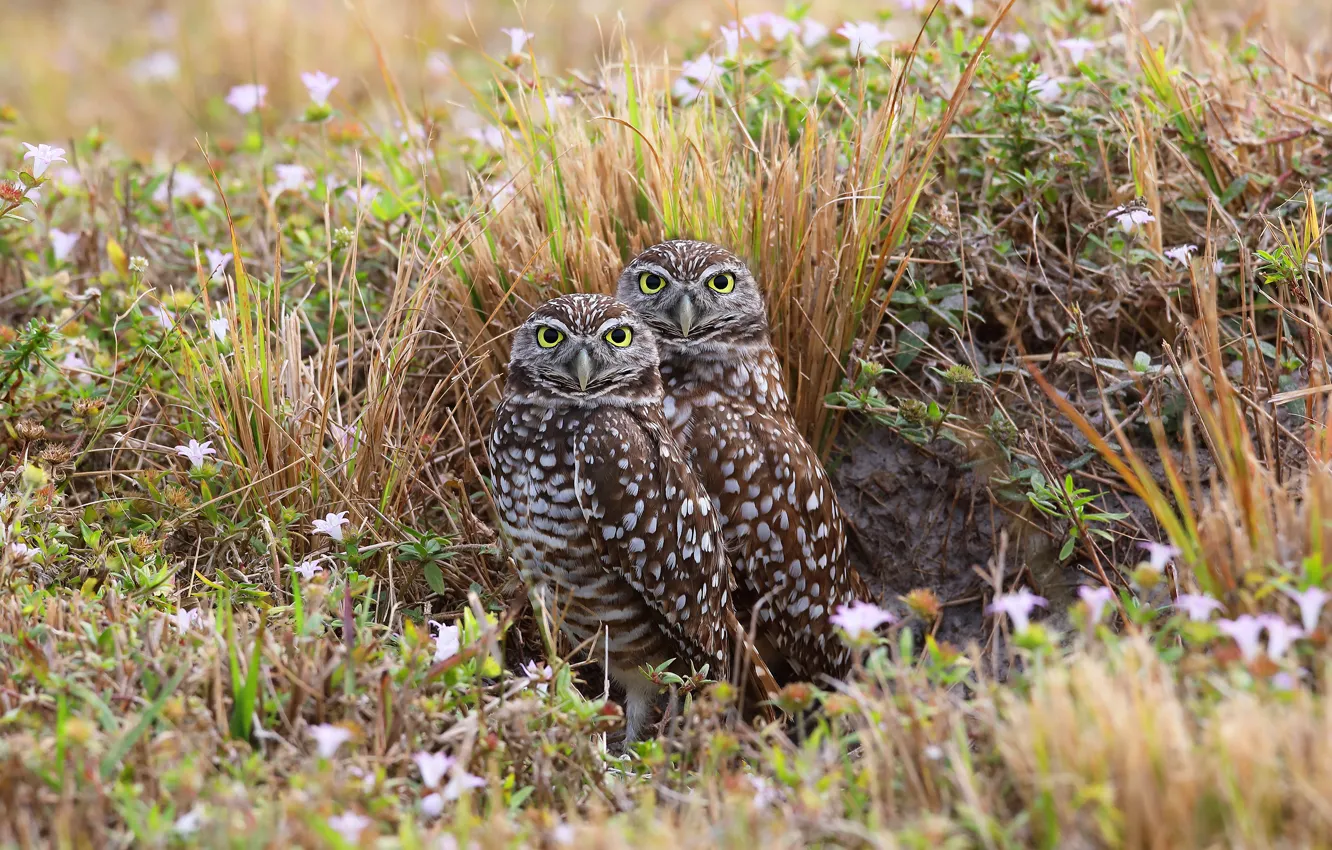 Photo wallpaper summer, grass, look, flowers, nature, owl, bird, two