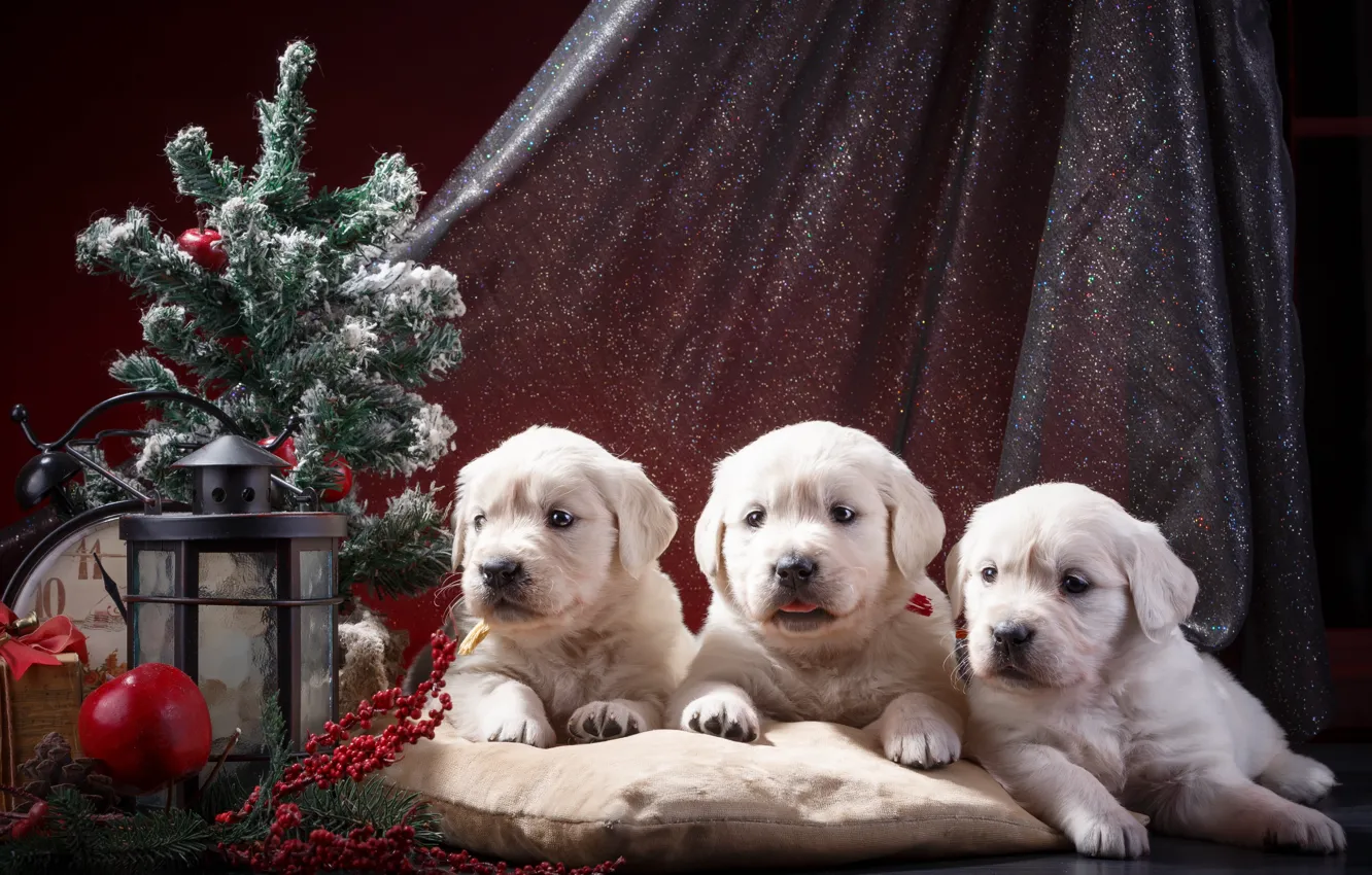 Photo wallpaper holiday, watch, tree, puppies, trio, Retriever