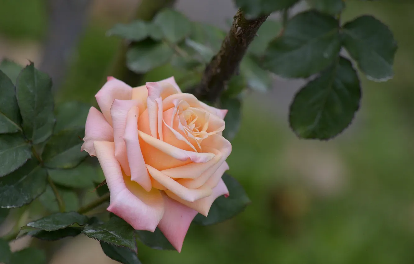 Photo wallpaper flowers, roses, petals, buds