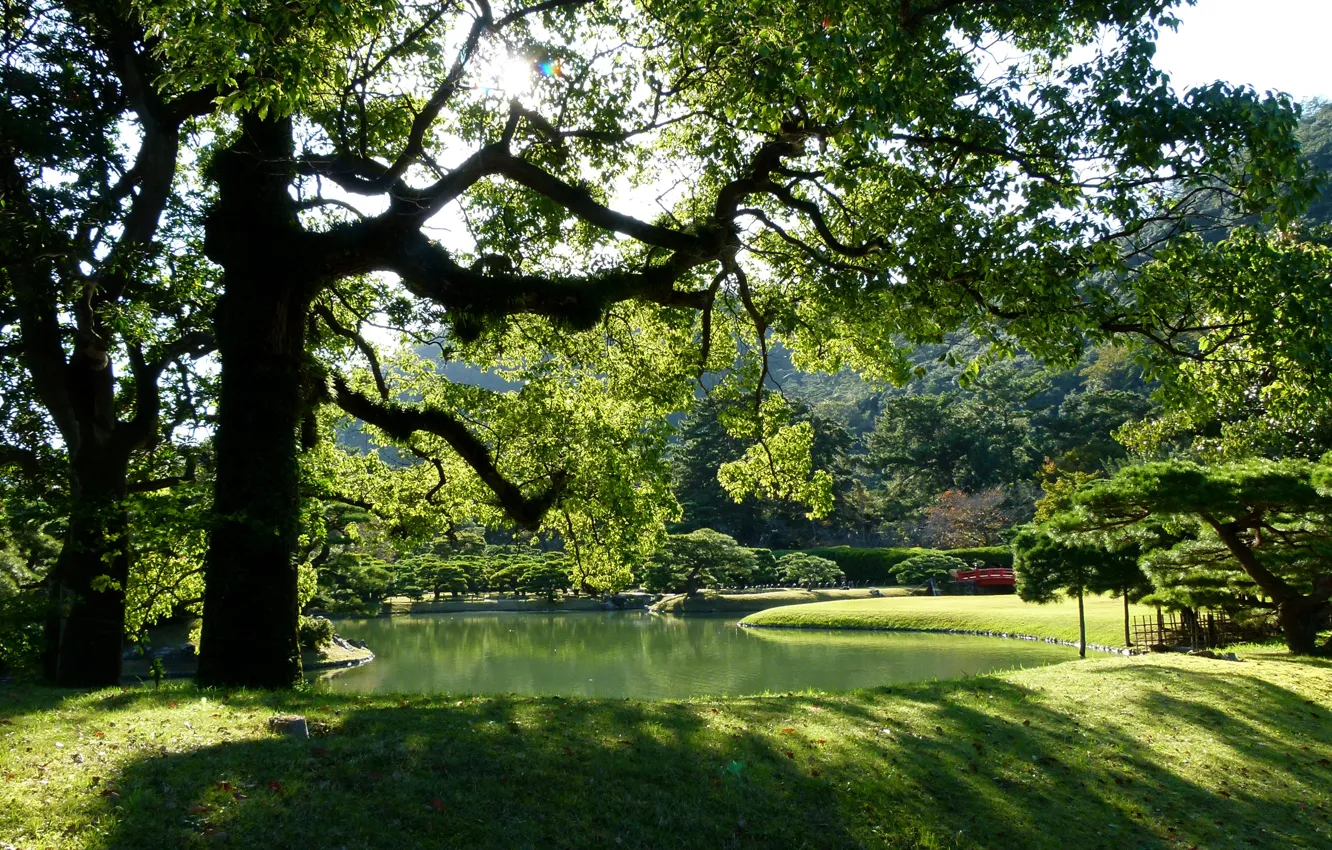 Photo wallpaper grass, the sun, trees, branches, pond, Park, foliage, Japan