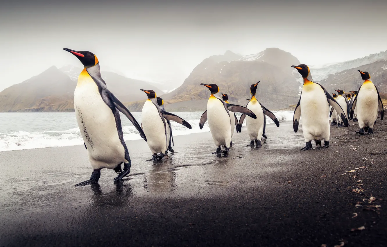 Photo wallpaper beach, South Georgia, Royal penguins