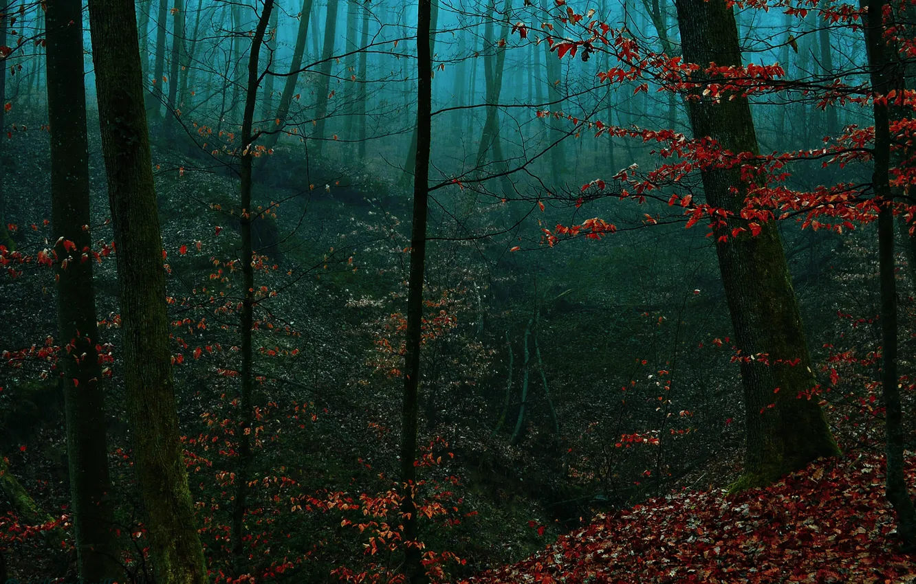 Photo wallpaper autumn, forest, leaves, trees, fog, the evening, the ravine