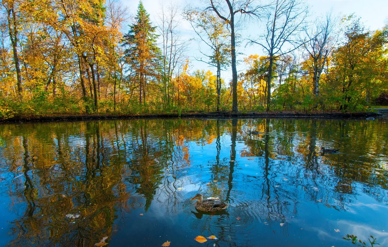 Photo wallpaper autumn, the sky, trees, pond, Park, bird, duck