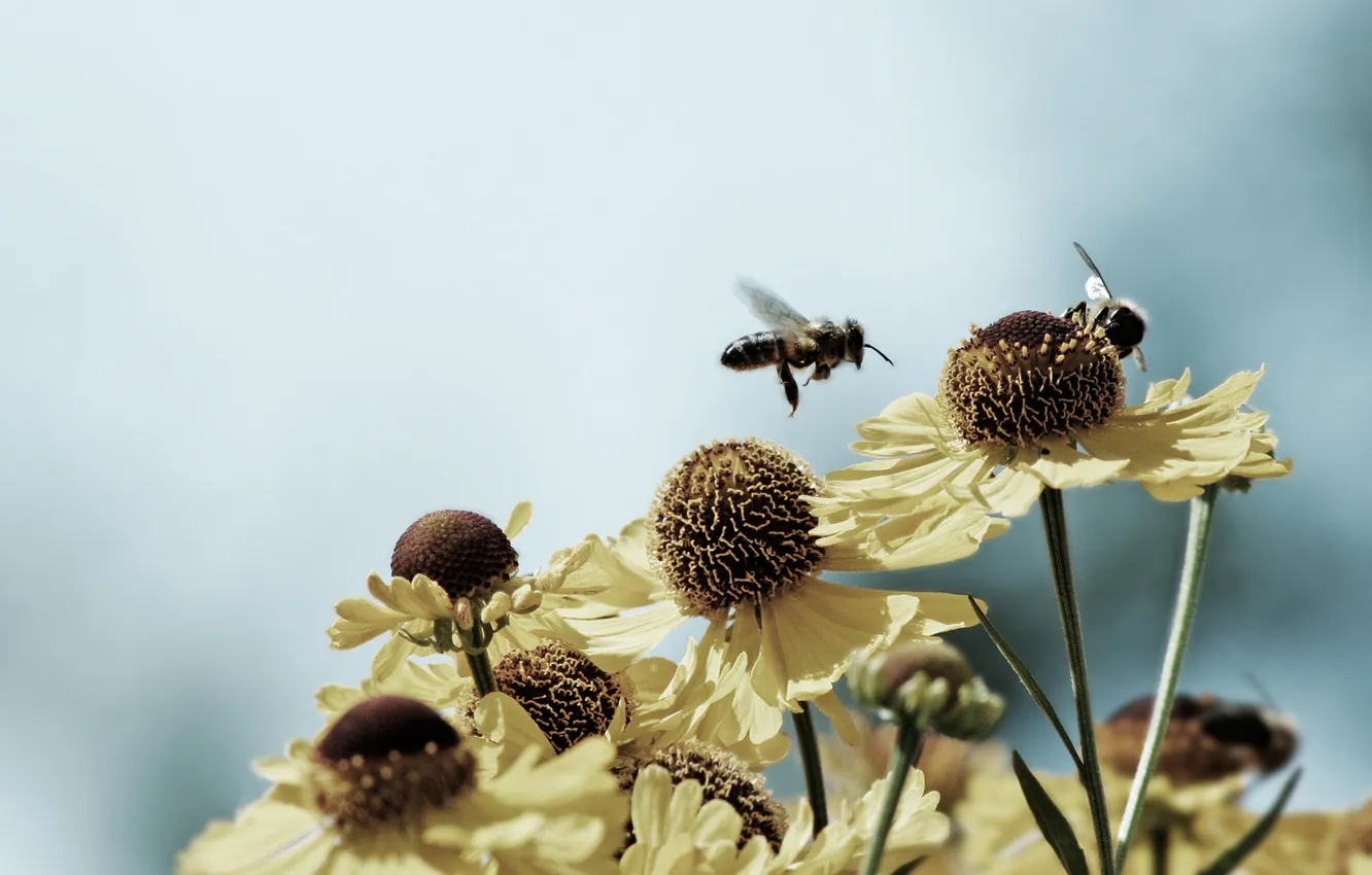 Photo wallpaper macro, flowers, nature, photo, nectar, Wallpaper, plant, OSA